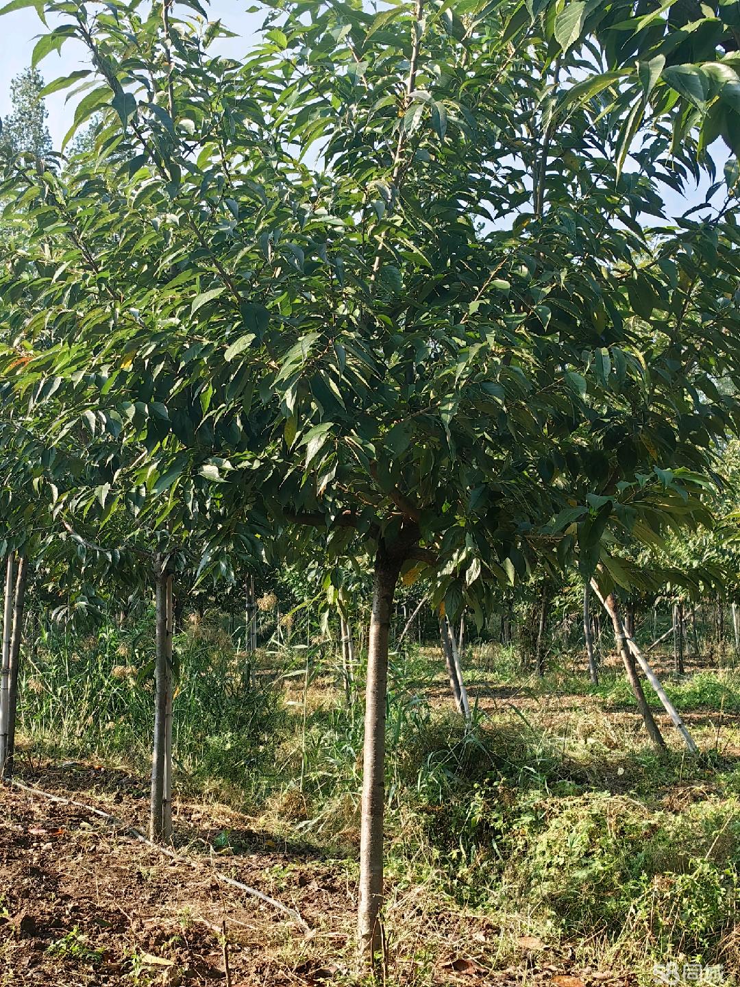 棗莊58同城 高效便捷的苗木交易平臺(tái)，助力綠色產(chǎn)業(yè)發(fā)展