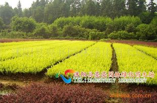 農(nóng)苗網(wǎng)攜手沭陽(yáng)亮亮園林，優(yōu)質(zhì)金葉女貞床苗與小苗全面供應(yīng)
